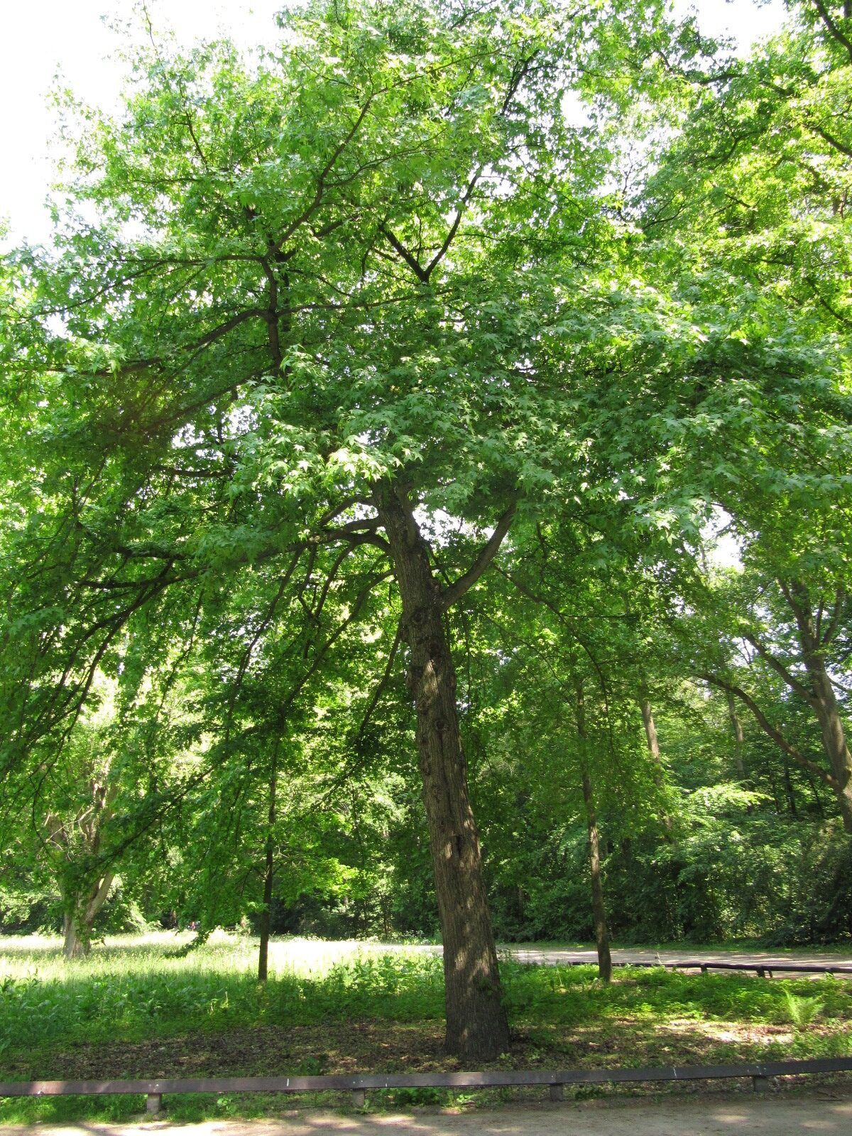 Liquidambar styraciflua - Bürgerpark Bremen - Juni 2023