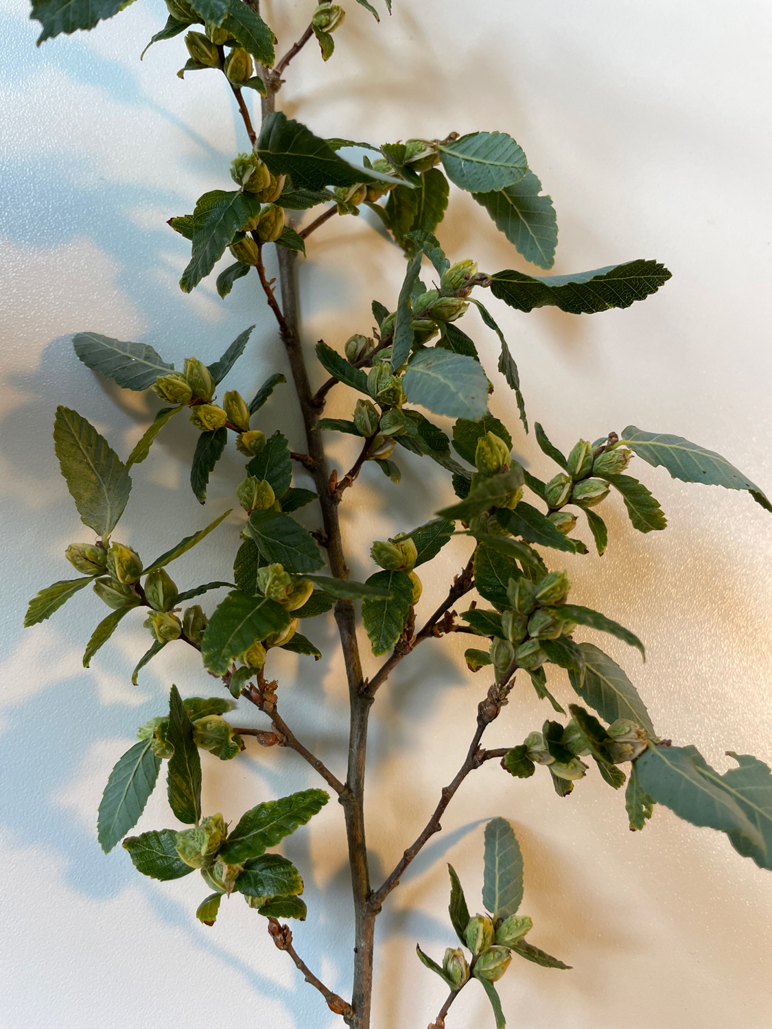 Nothofagus obliqua - Hamburg-Lohbrügge - Juni 2023