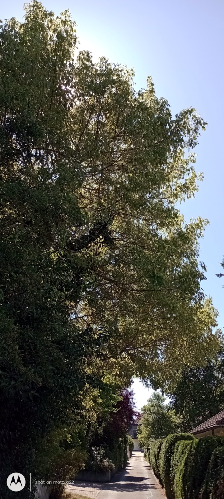 Acer negundo 'Variegatum' - Nürnberg-Worzeldorf - Juli 2023