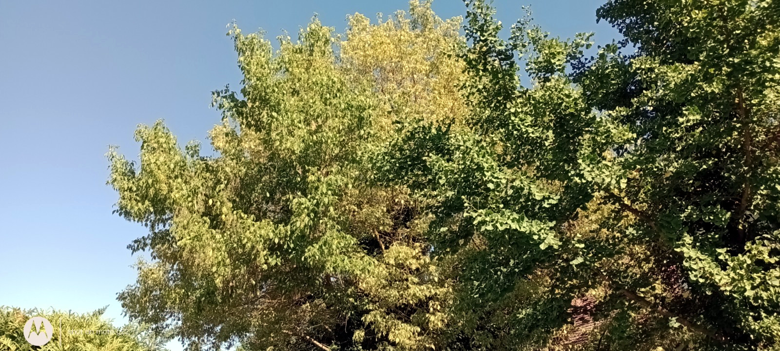 Acer negundo 'Variegatum' - Nürnberg-Worzeldorf - Juli 2023