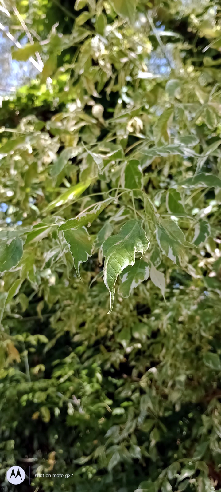Acer negundo 'Variegatum' - Nürnberg-Worzeldorf - Juli 2023