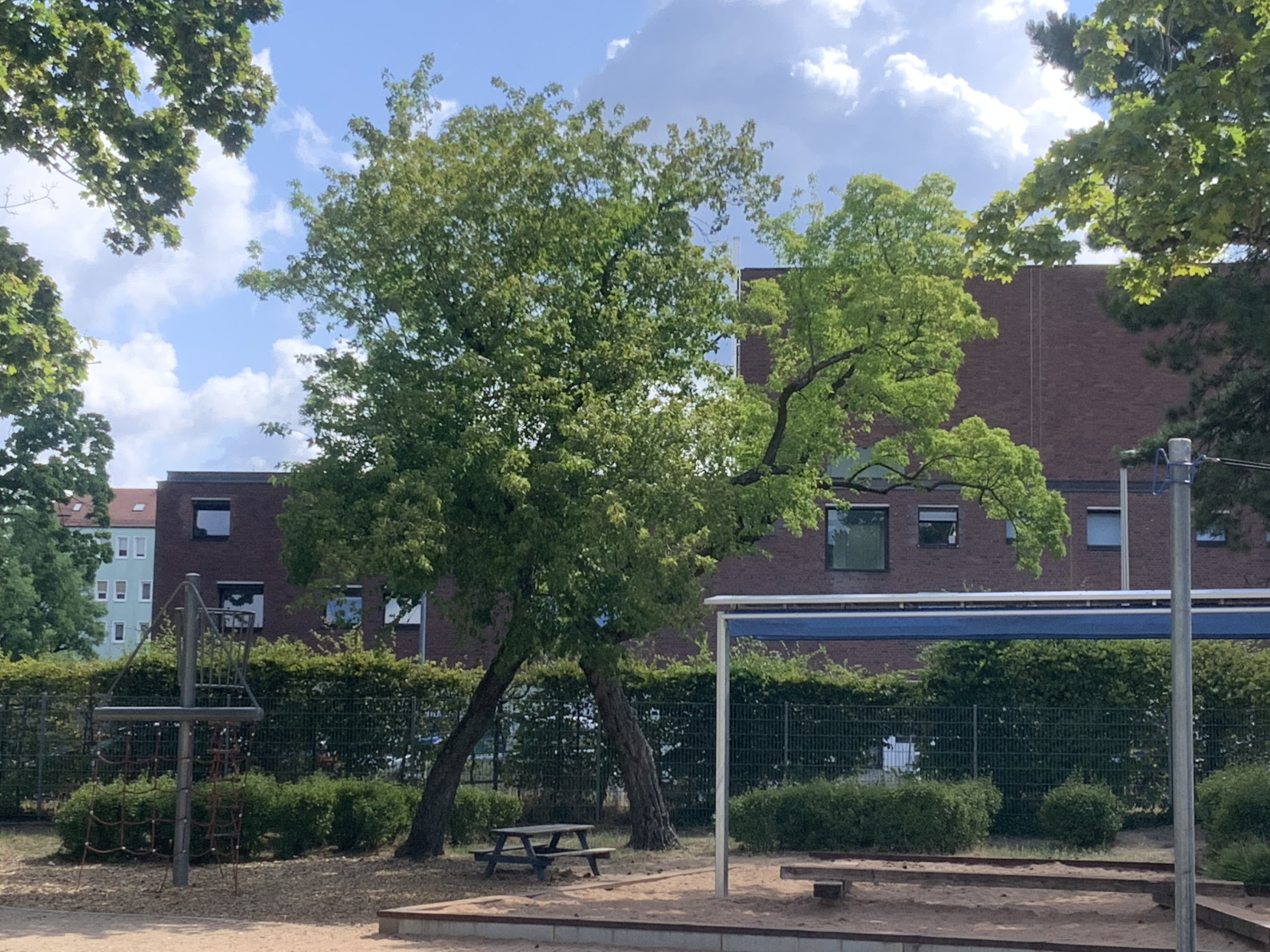 Acer tataricum subsp. Ginnala - Nürnberg-Gibitzenhof - Juli 2023