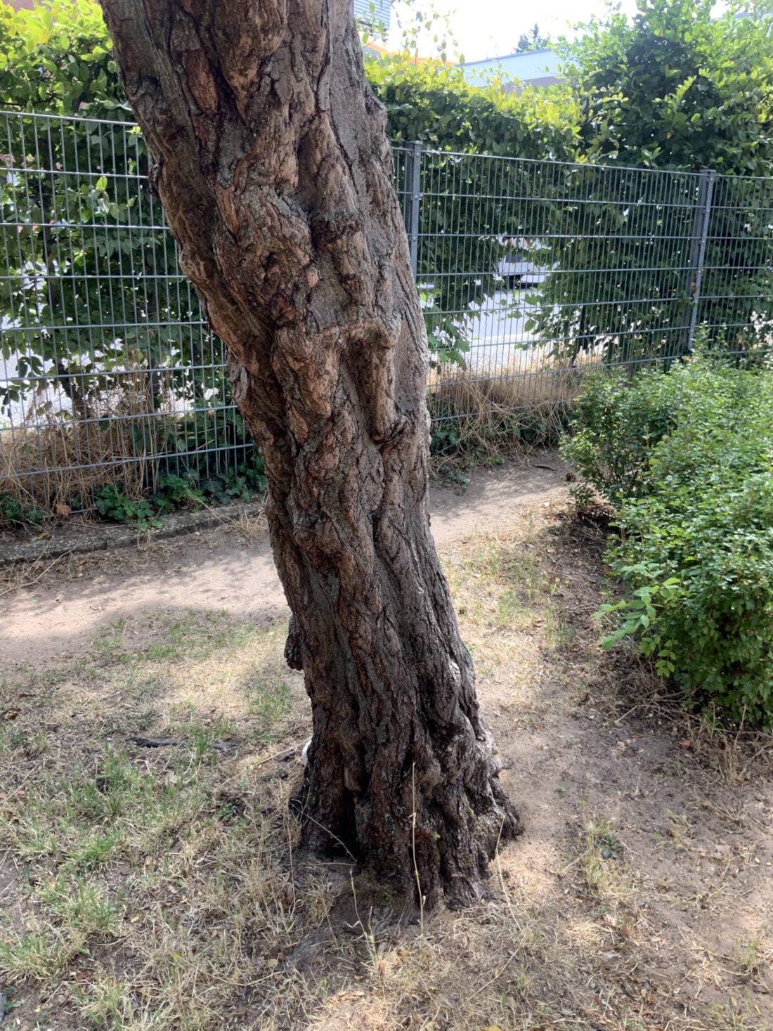 Acer tataricum subsp. Ginnala - Nürnberg-Gibitzenhof - Juli 2023