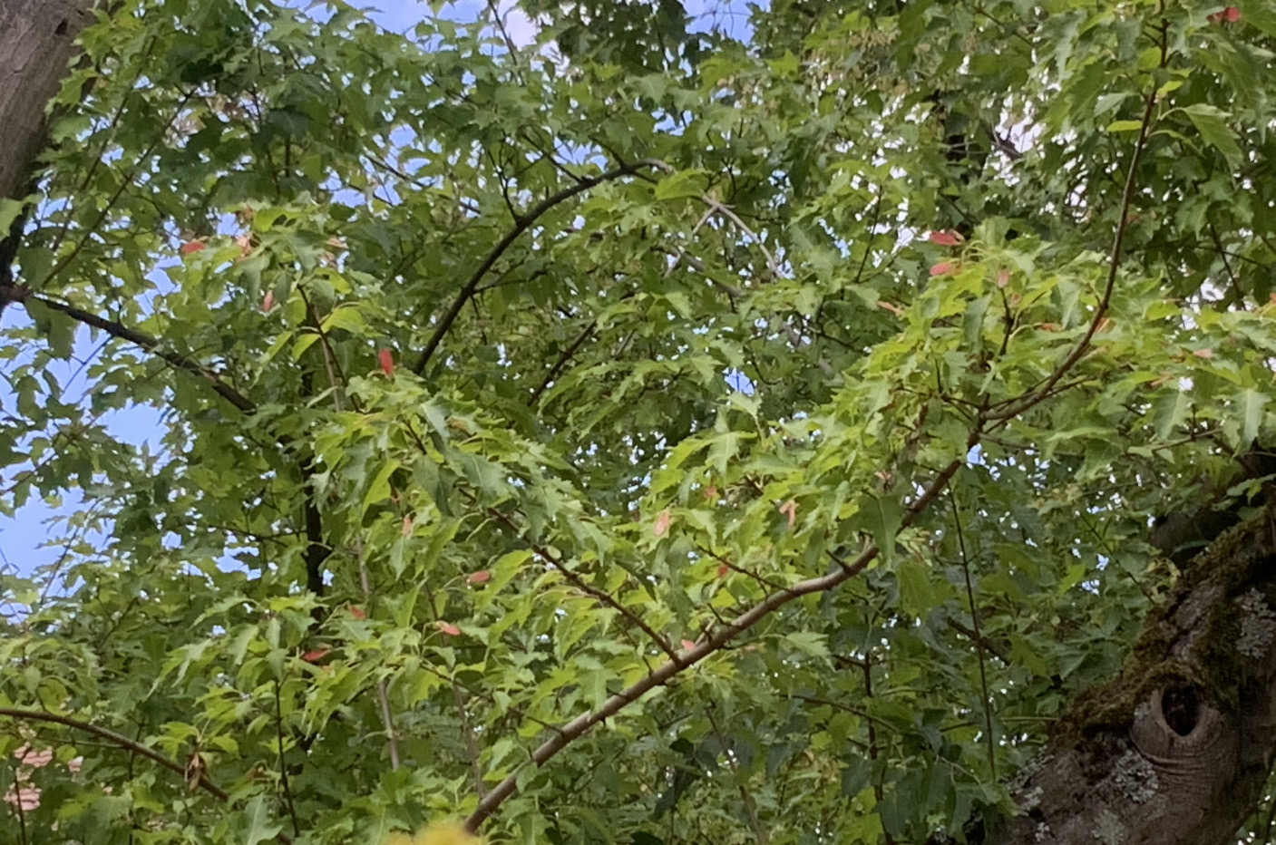 Acer tataricum subsp. Ginnala - Nürnberg-Gibitzenhof - Juli 2023