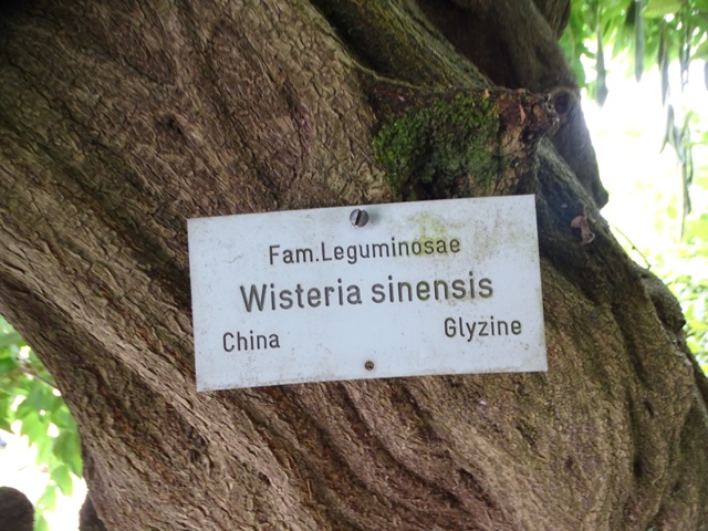 Blauregen im Rosengarten Zweibrücken (25.7.2023)