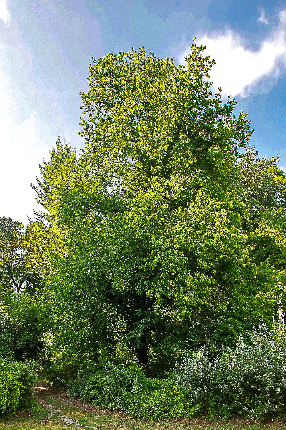 colurna Corylus