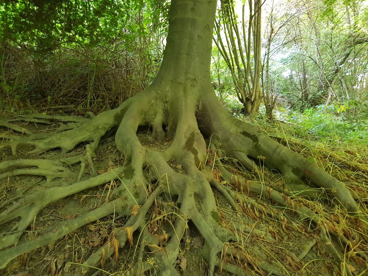 Fagus sylvatica Tortuosa Gruppe