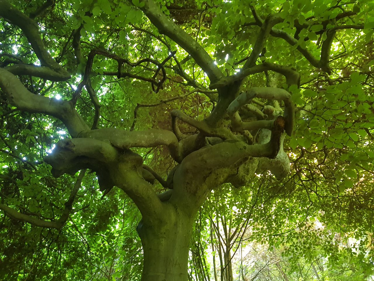 Fagus sylvatica Tortuosa-Gruppe - Freising-Weihenstephan - Juni 2023