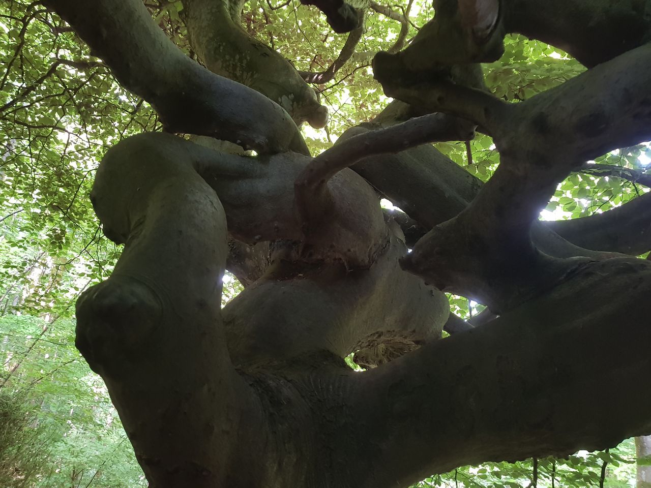 Fagus sylvatica Tortuosa-Gruppe - Freising-Weihenstephan - Juni 2023