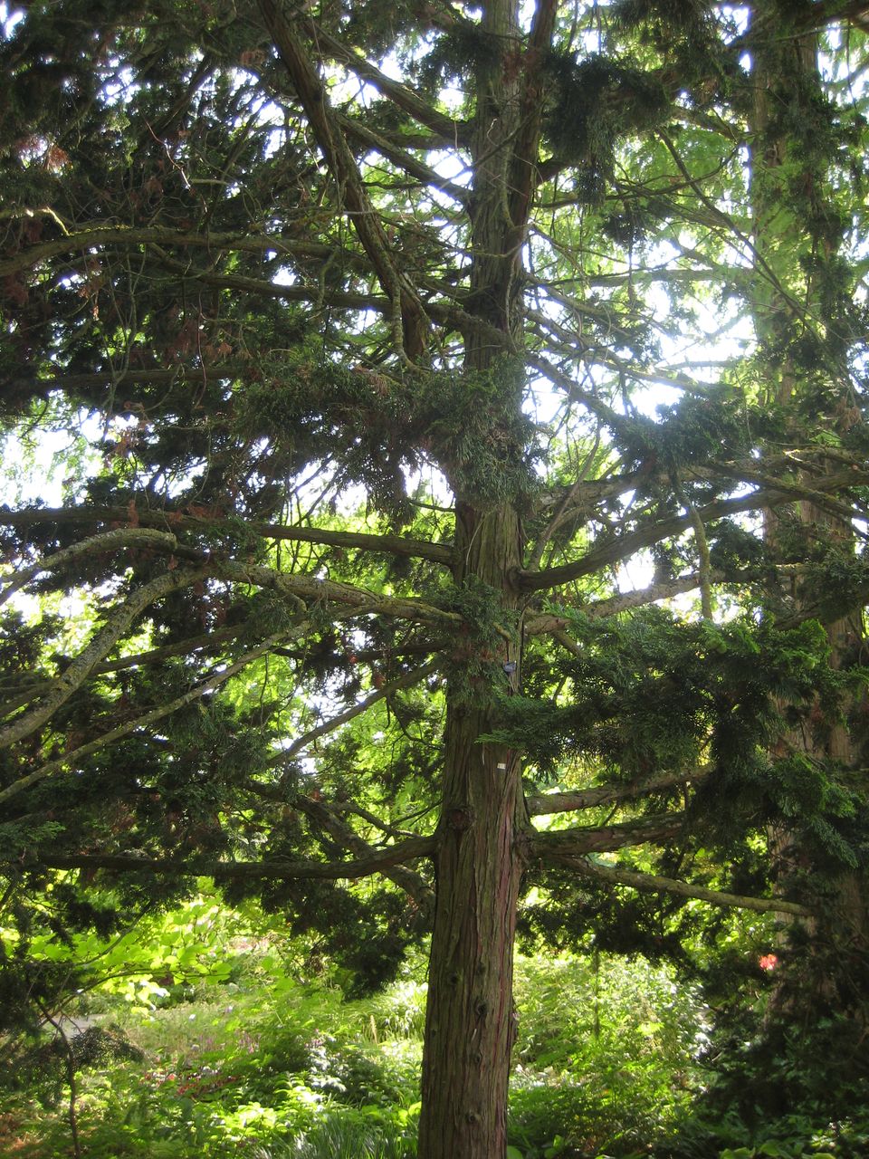 Chamaecyparis obtusa