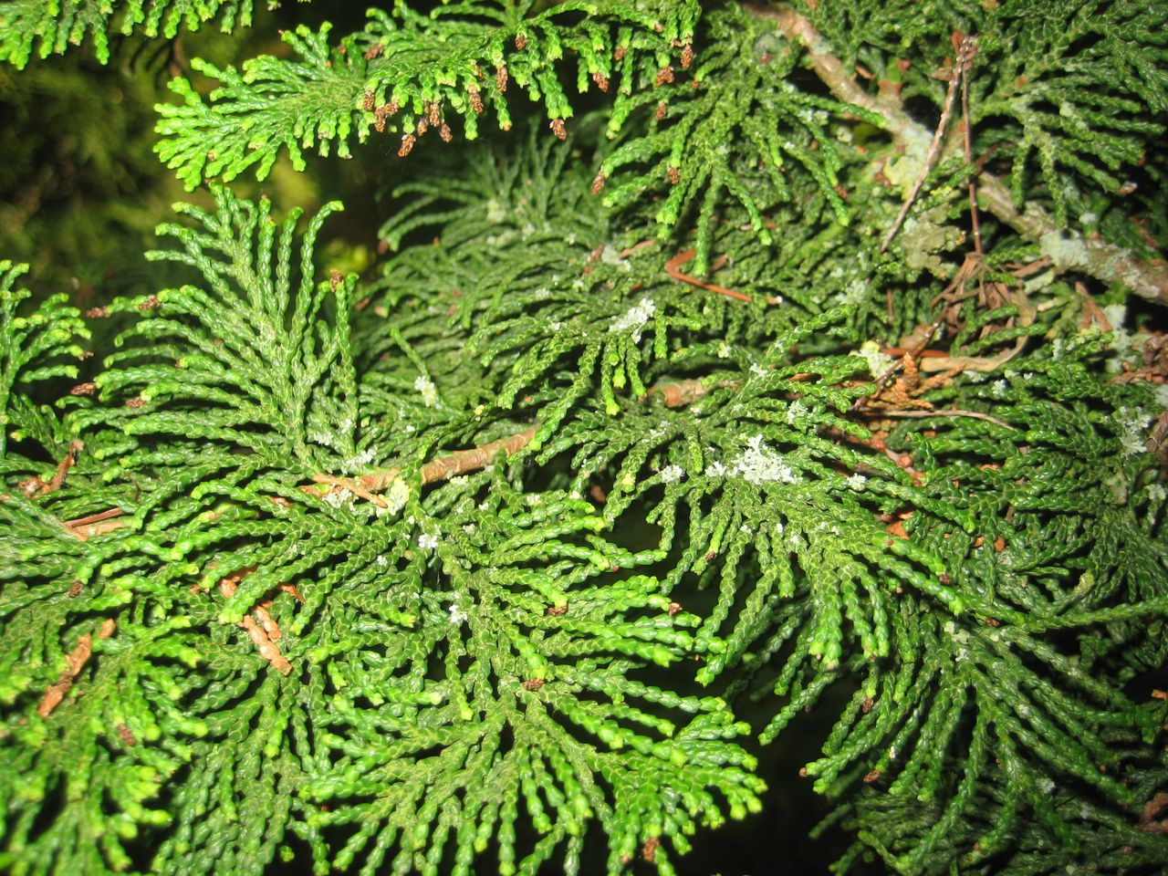 Chamaecyparis obtusa - Freising-Weihenstephan - Juni 2023