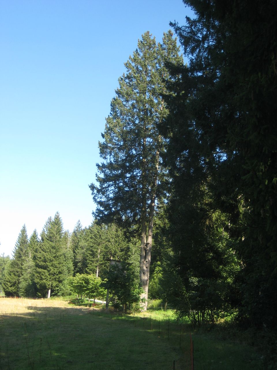 abies Picea