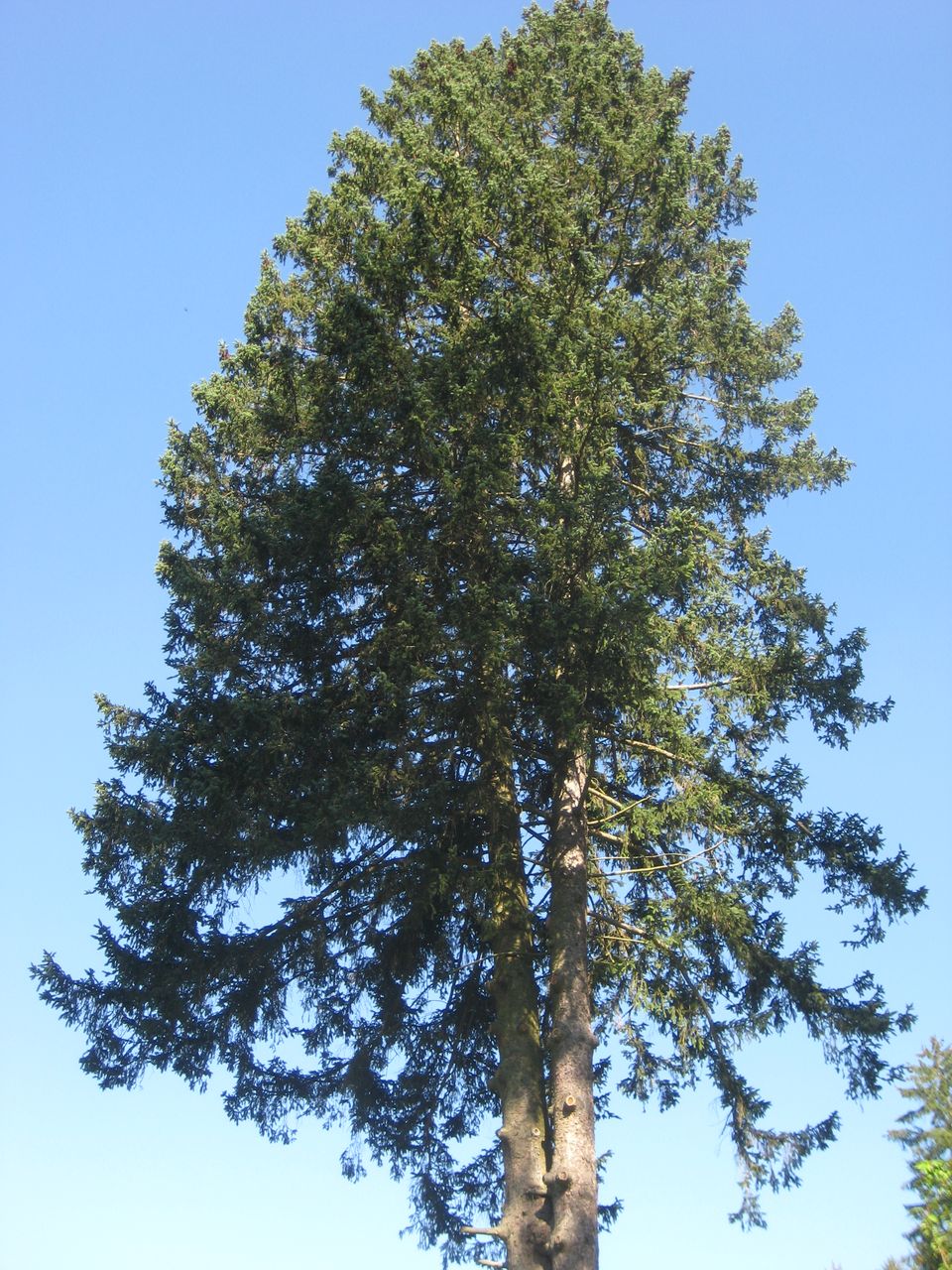 Picea abies - Kranzberg - August 2023