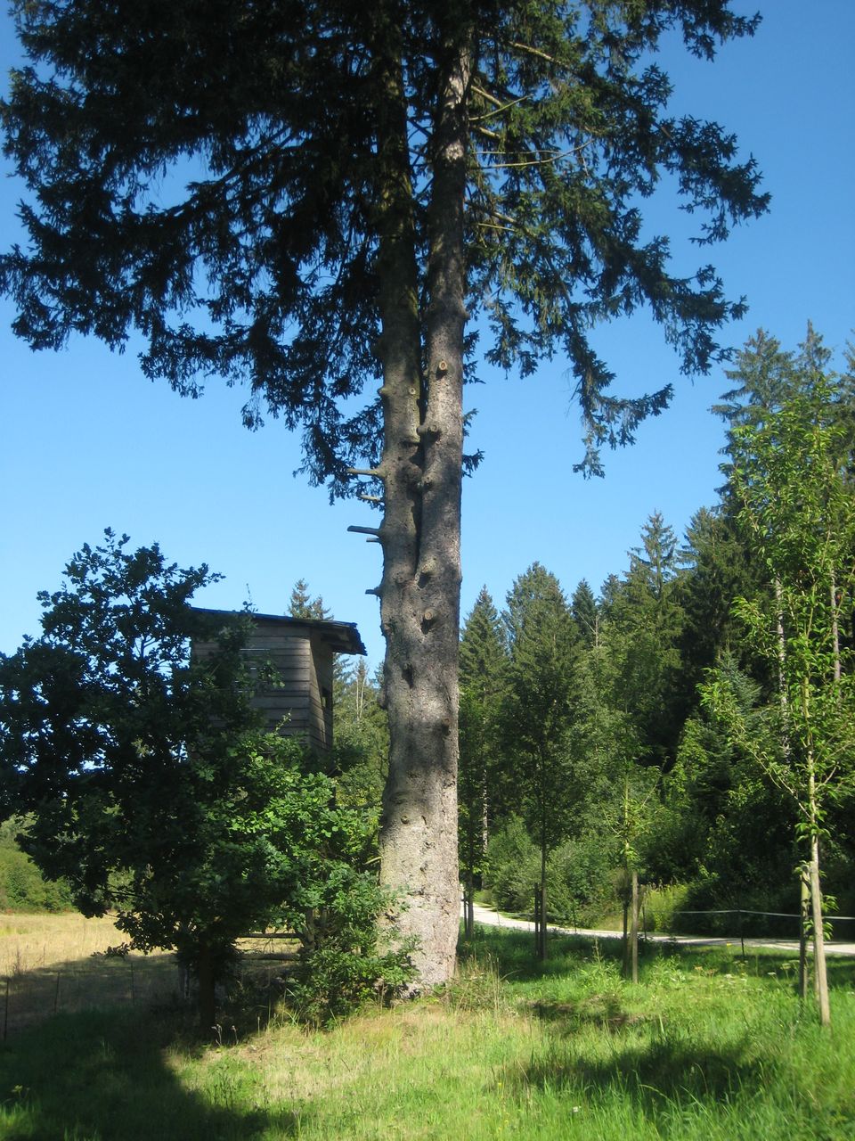 Picea abies - Kranzberg - August 2023