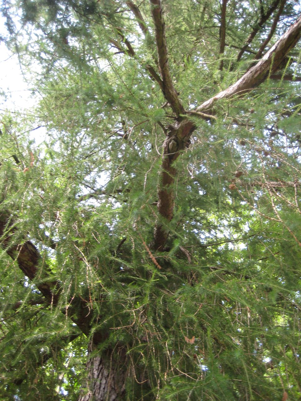 Larix decidua - Freising-Tüntenhausen - Juni 2023