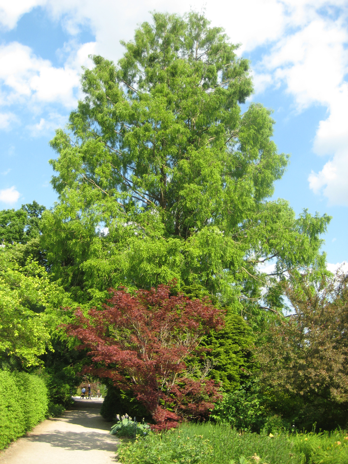 glyptostroboides Metasequoia