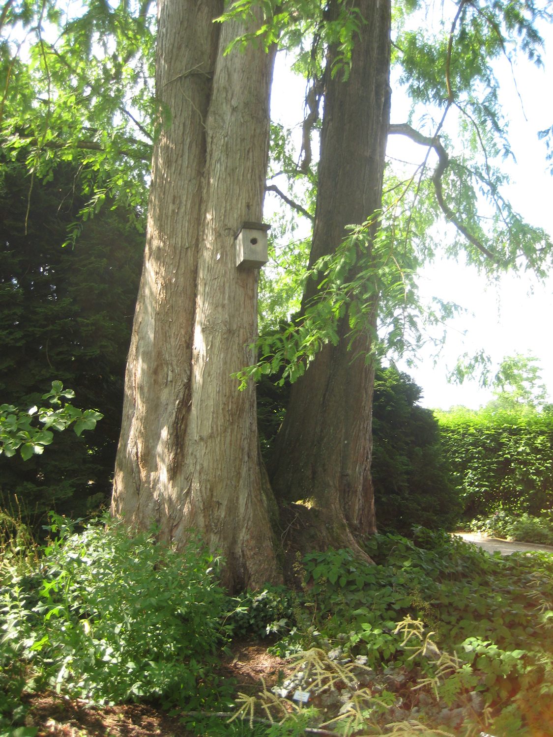 Metasequoia glyptostroboides - Freising-Weihenstephan - Juni 2023