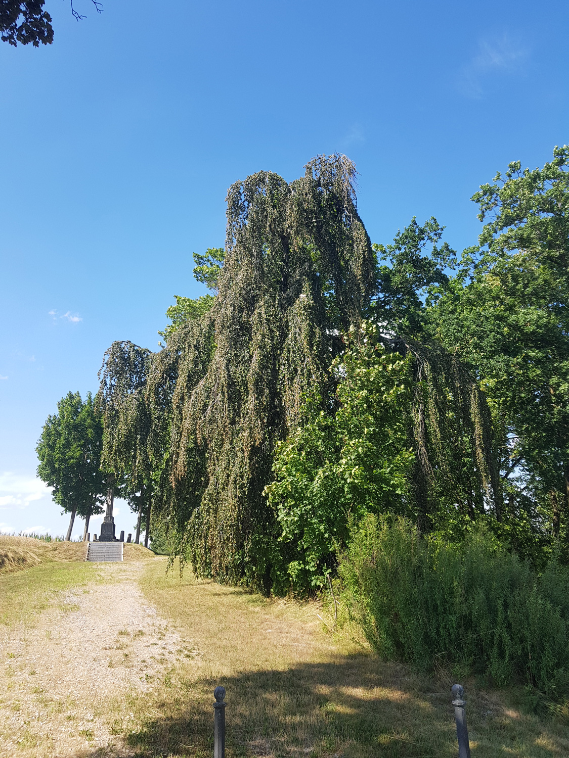 Fagus sylvatica 'Pendula' - Gammelsdorf - Juli 2023