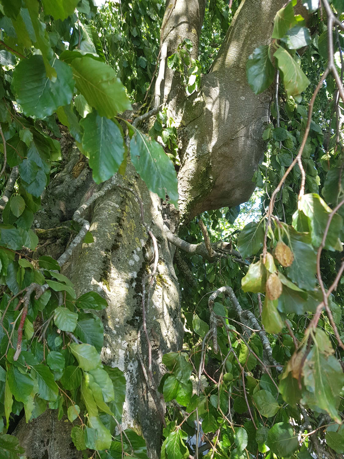 Fagus sylvatica 'Pendula' - Gammelsdorf - Juli 2023