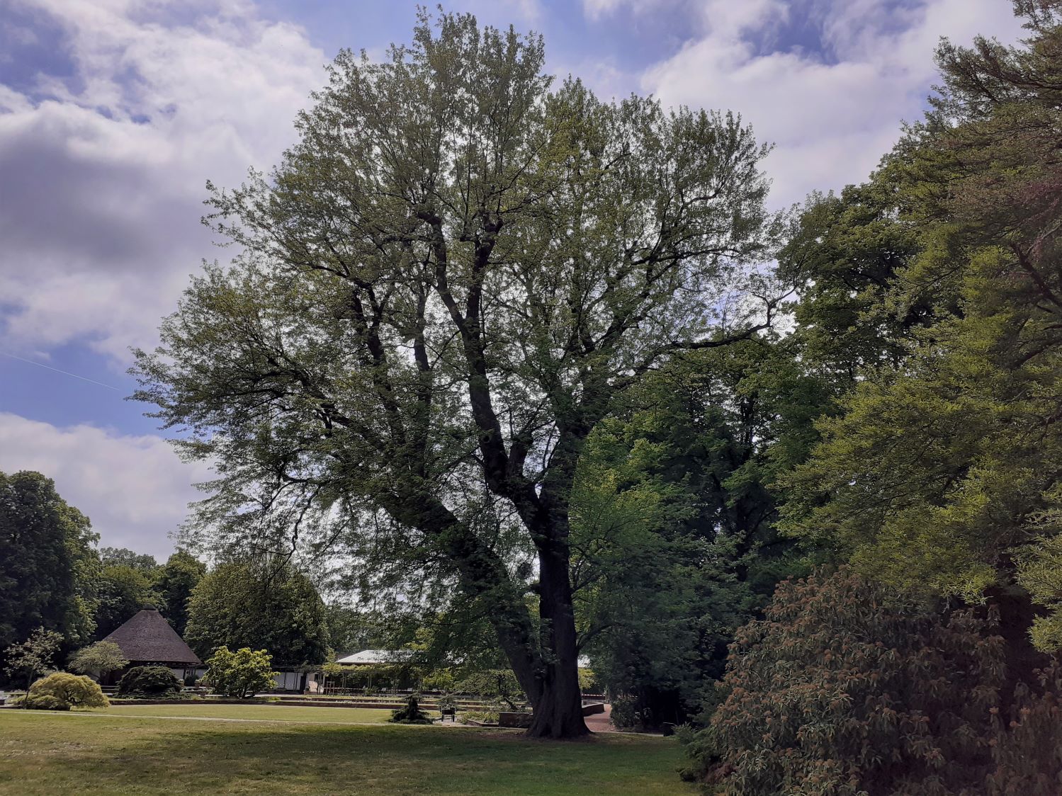 Acer saccharinum - Hannover - Mai 2023