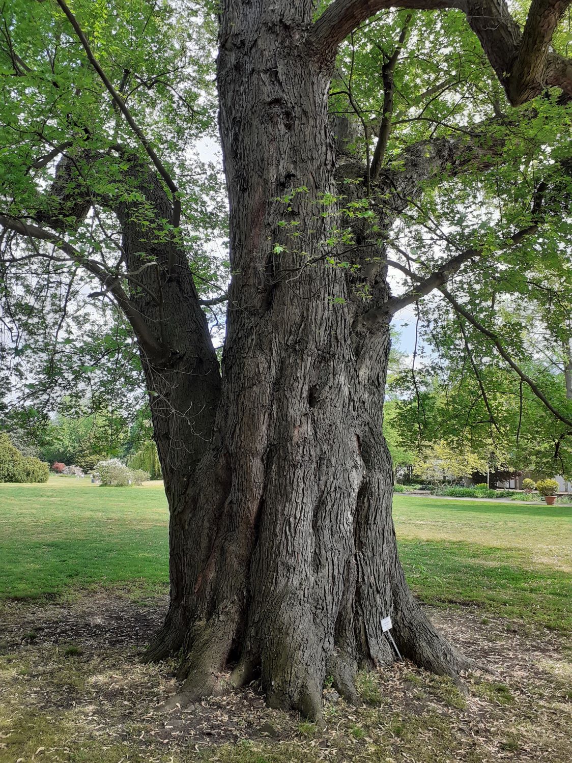 Acer saccharinum - Hannover - Mai 2023