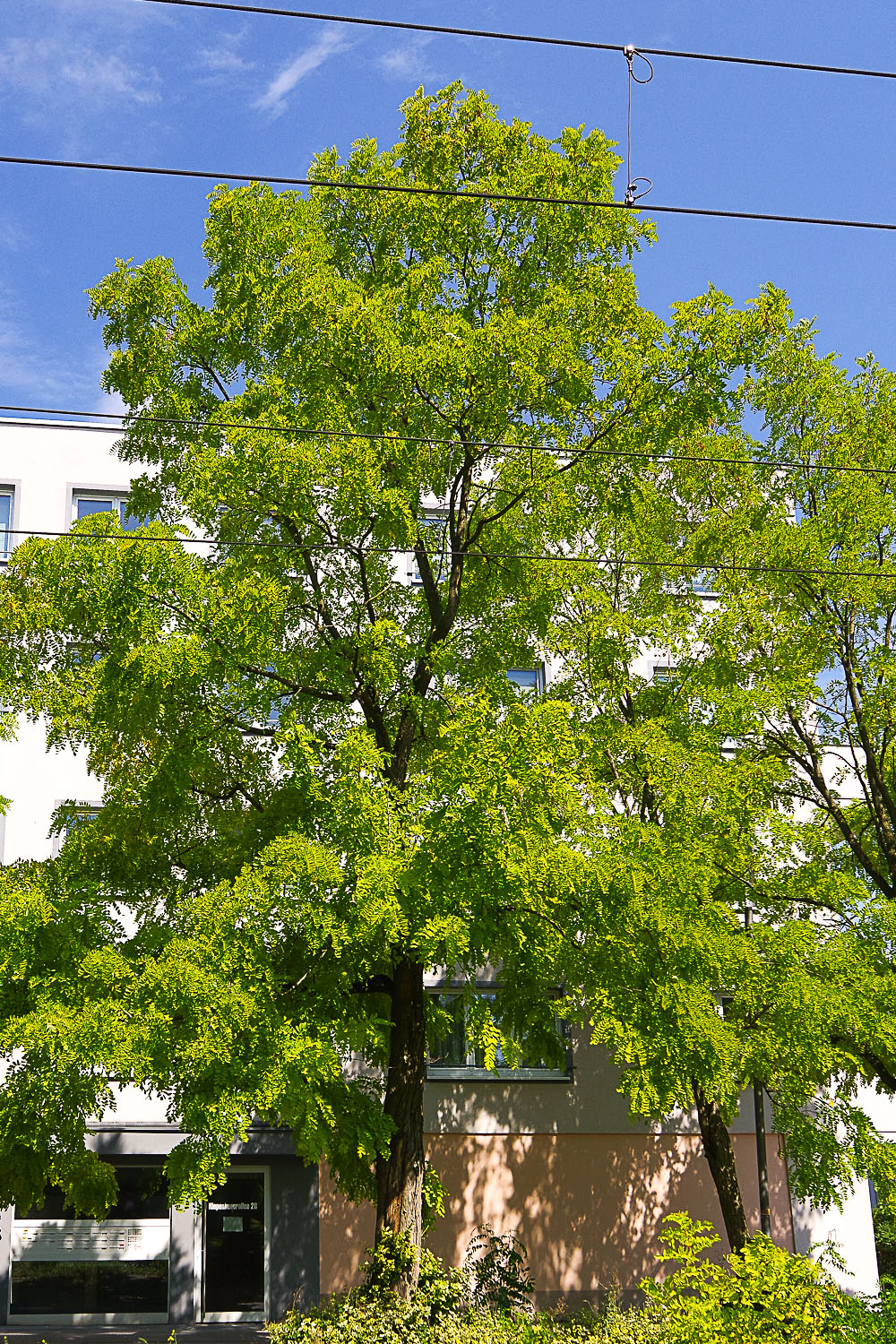 Robinia pseudoacacia 'Frisia' - Potsdam - August 2023
