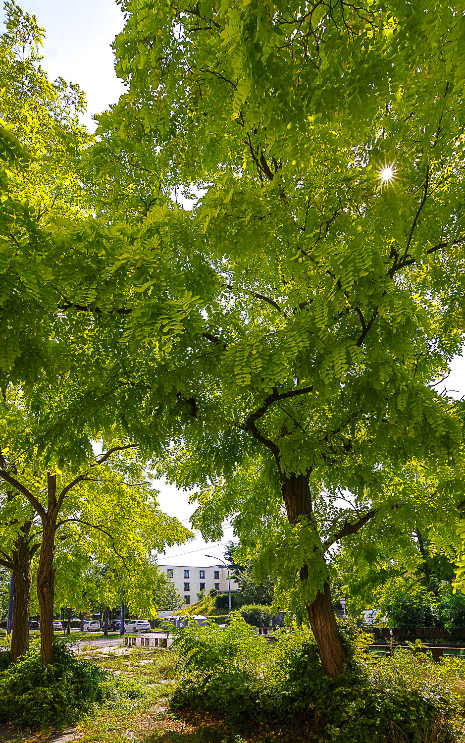 Robinia pseudoacacia 'Frisia' - Potsdam - August 2023