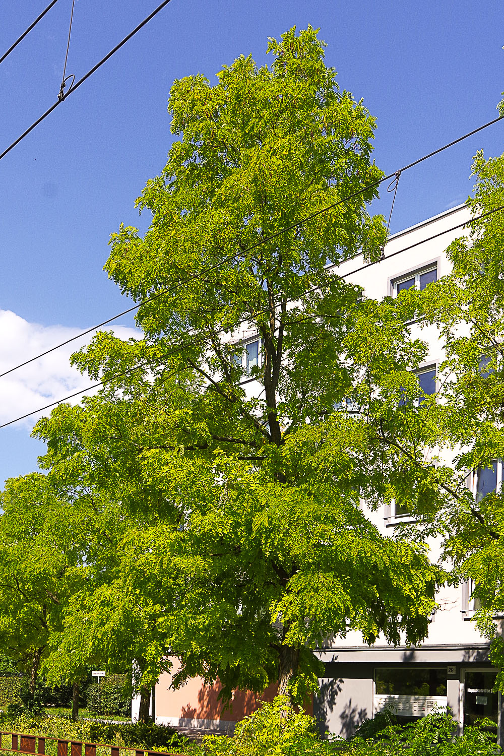 Robinia pseudoacacia 'Frisia' - Potsdam - August 2023