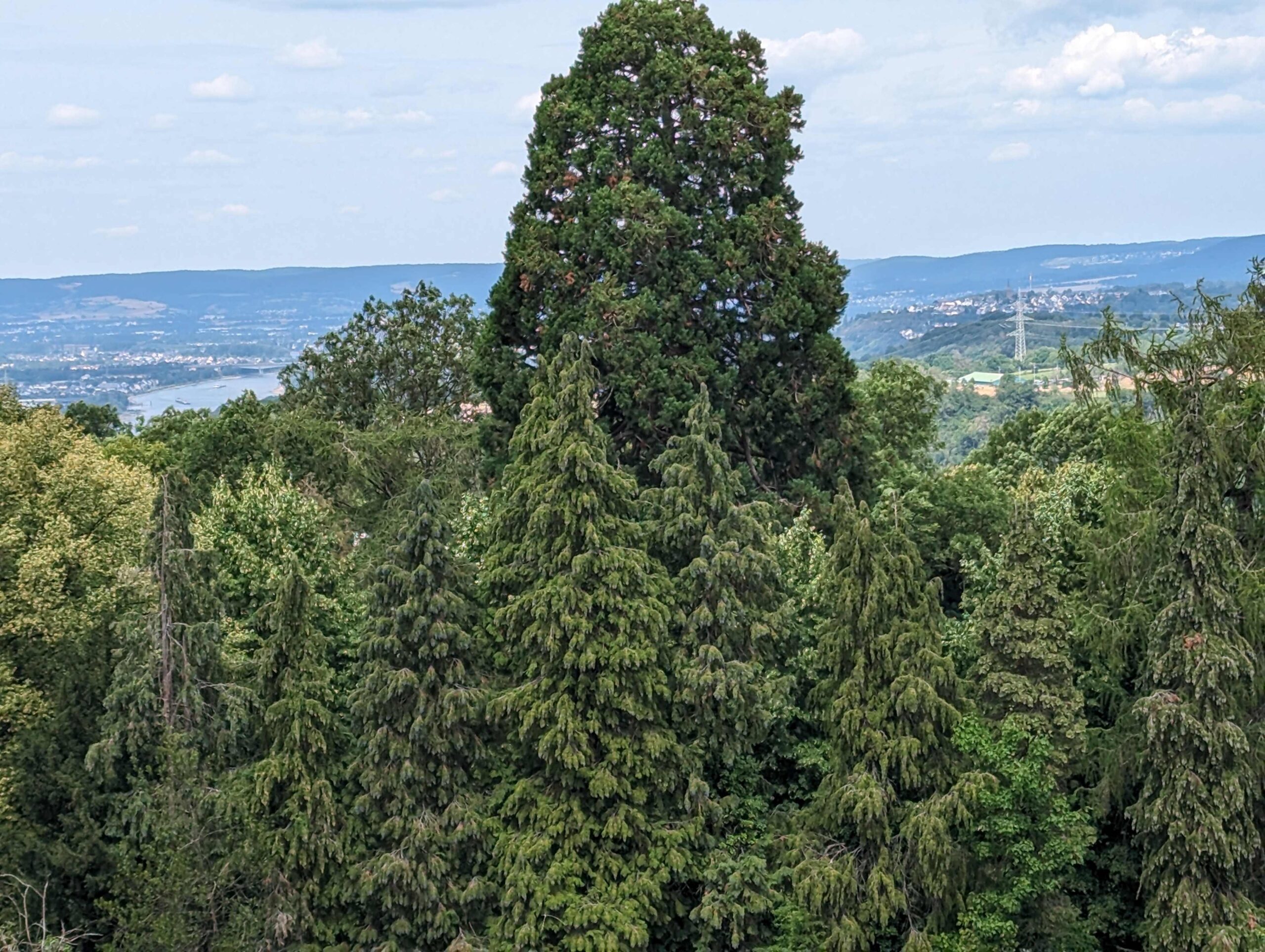 Sequoiadendron giganteum - Koblenz-Arenberg - Juli 2023