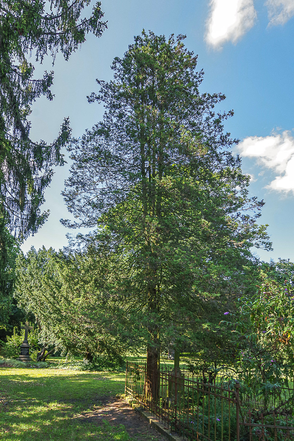 'Plumosa' Chamaecyparis pisifera