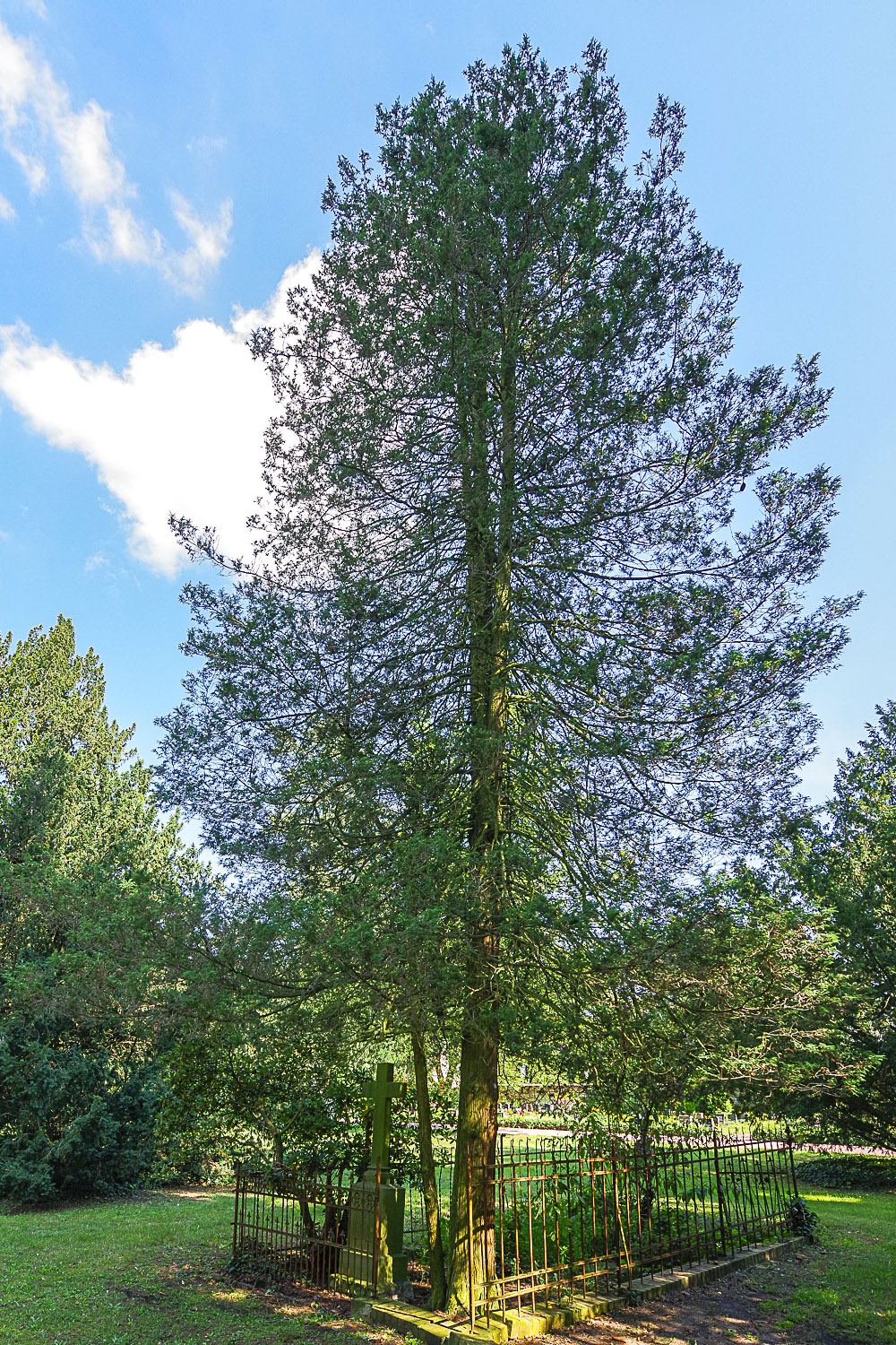 Chamaecyparis pisifera 'Plumosa' - Potsdam - August 2023