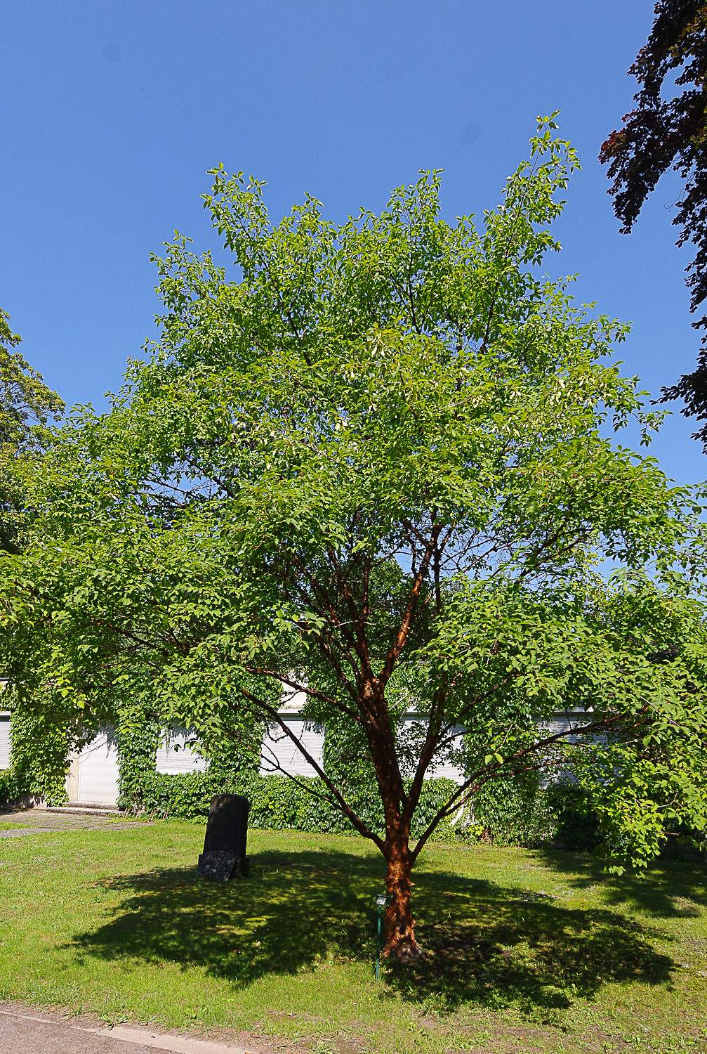 Acer griseum
