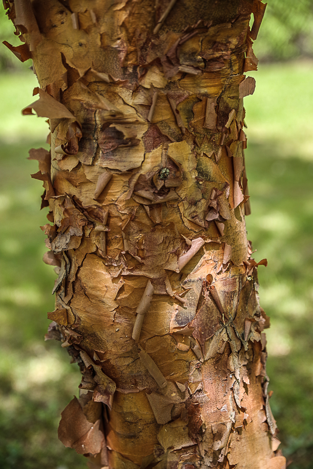 Acer griseum - Potsdam - August 2023