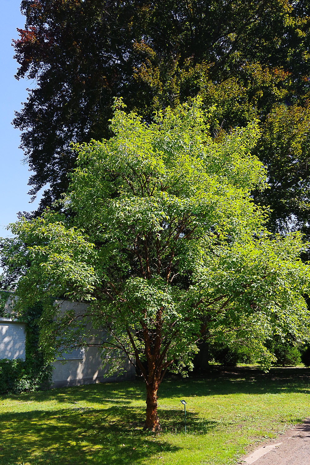 Acer griseum - Potsdam - August 2023