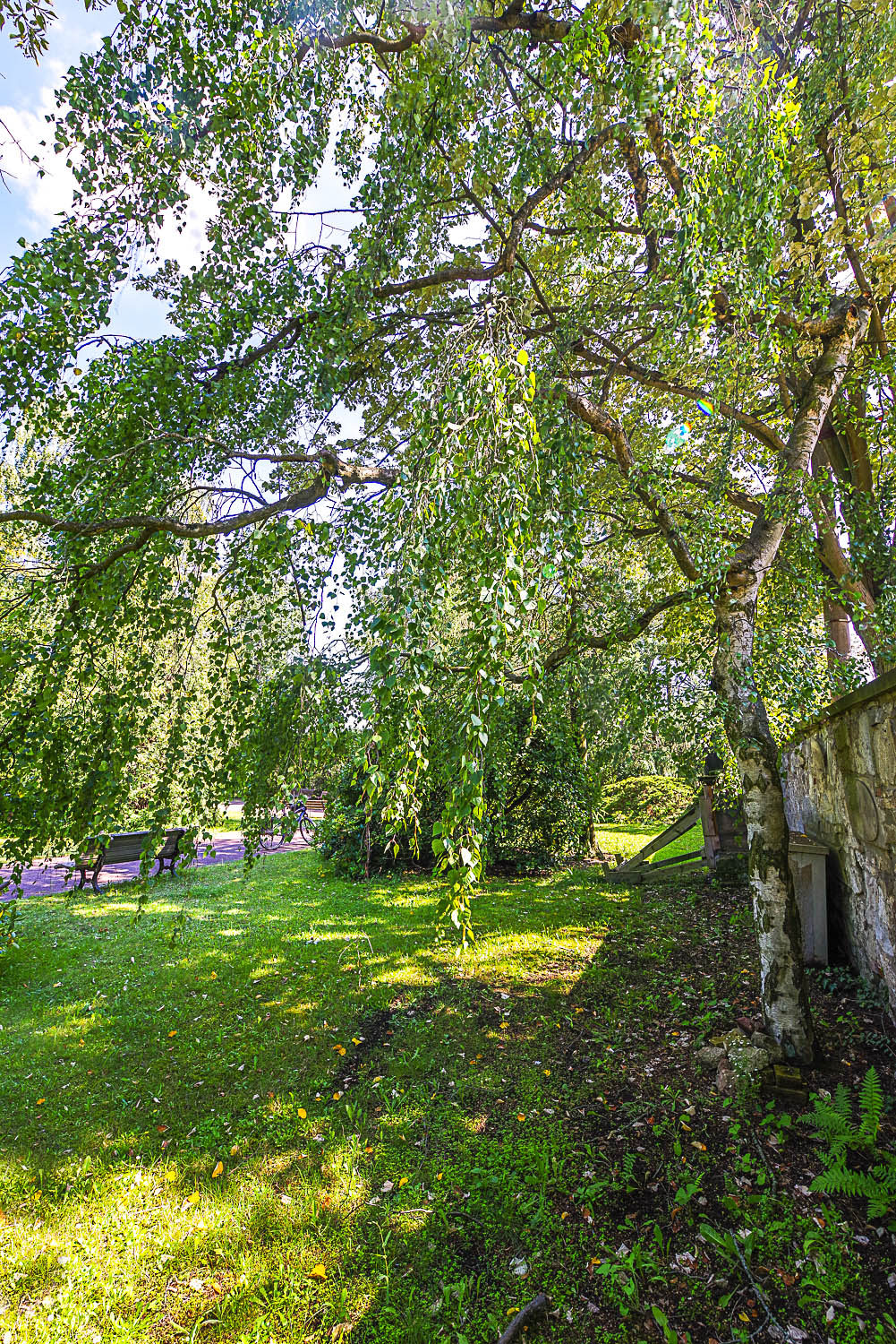 'Youngii' Betula pendula