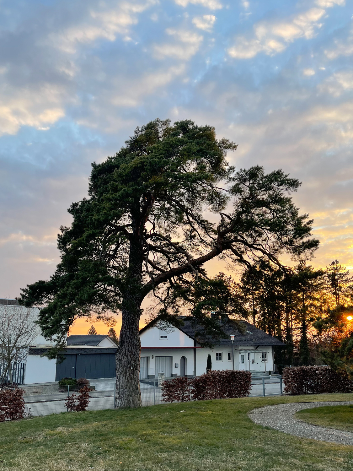 Pinus sylvestris - Gaimersheim-Lippertshofen - April 2022