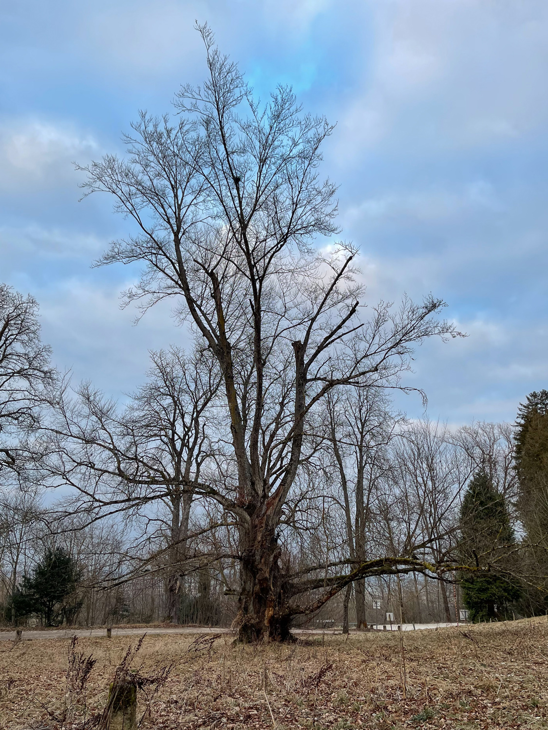 Atropurpurea-Gruppe Fagus sylvatica