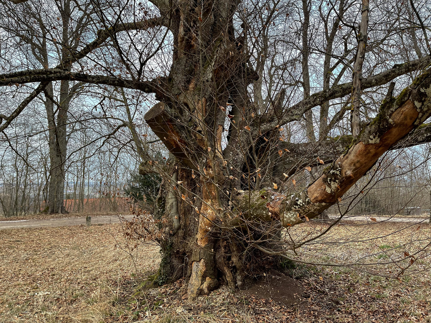 Fagus sylvatica Atropurpurea-Gruppe - Bopfingen-Baldern - April 2022
