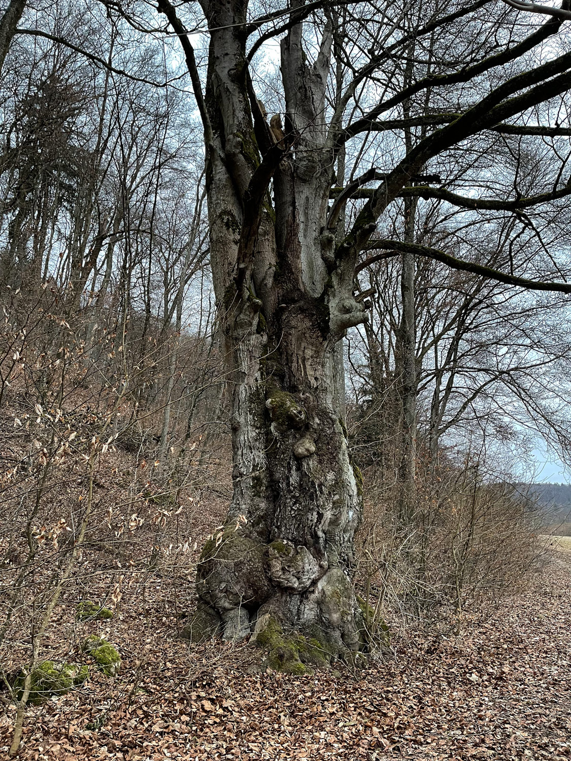 Fagus sylvatica - Wellheim-Wielandshöfe - April 2022