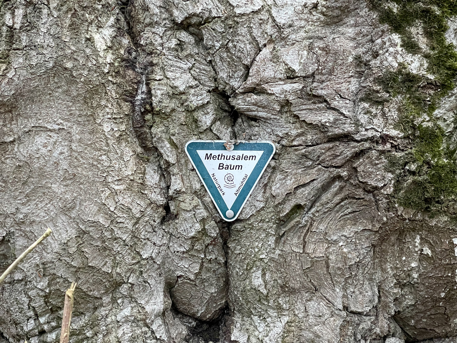 Fagus sylvatica - Wellheim-Wielandshöfe - April 2022