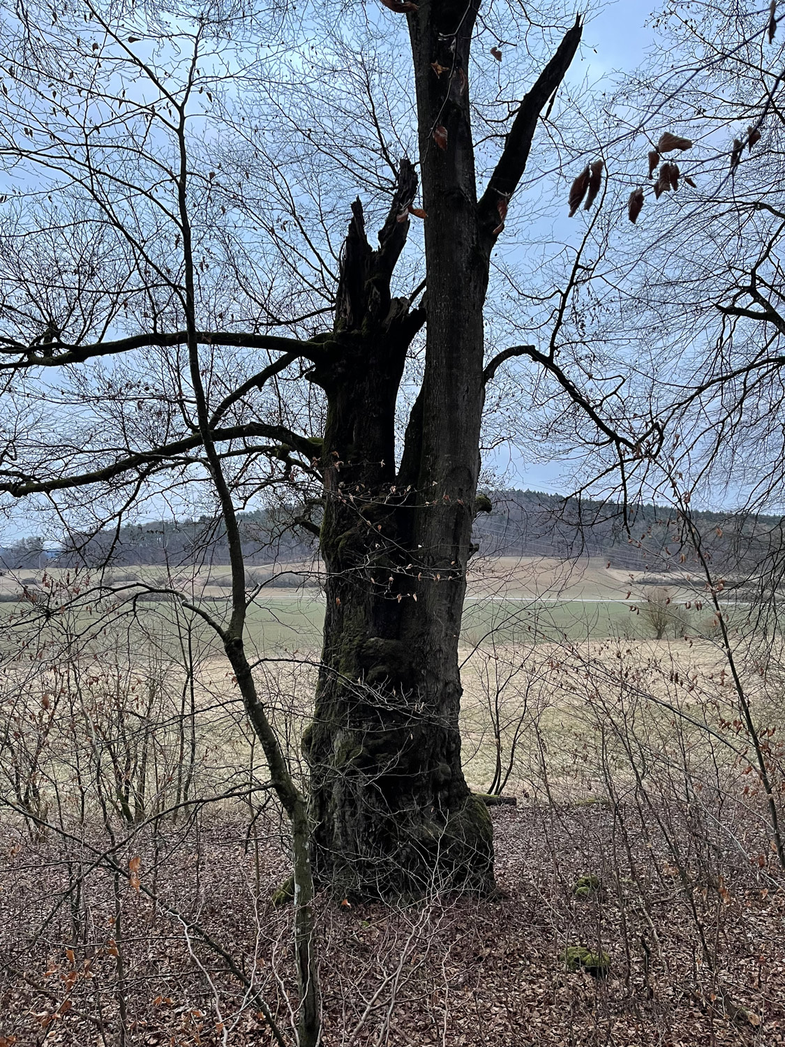 Fagus sylvatica - Wellheim-Wielandshöfe - April 2022