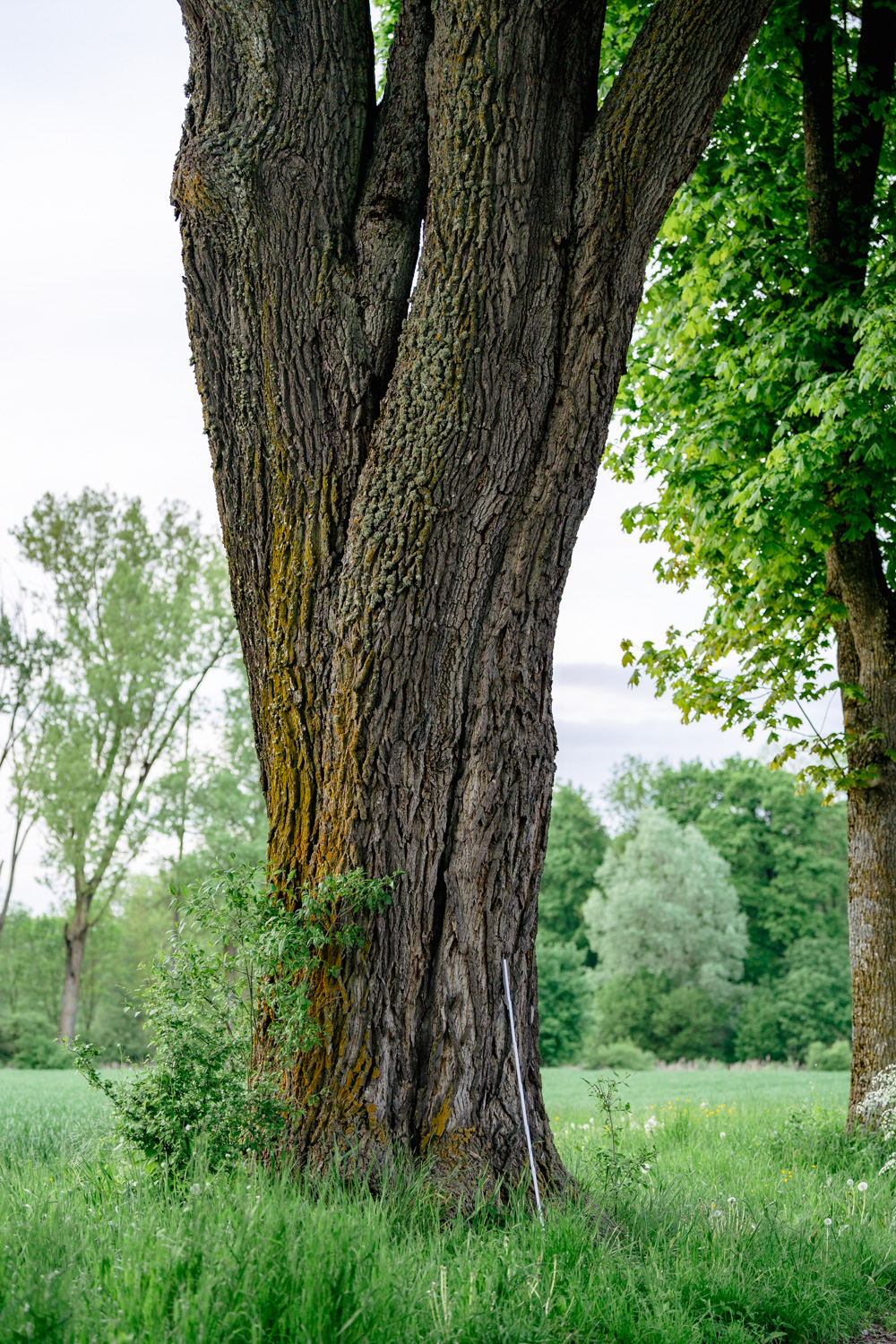 Acer platanoides - Neuburg an der Donau-Rohrenfeld - Mai 2023
