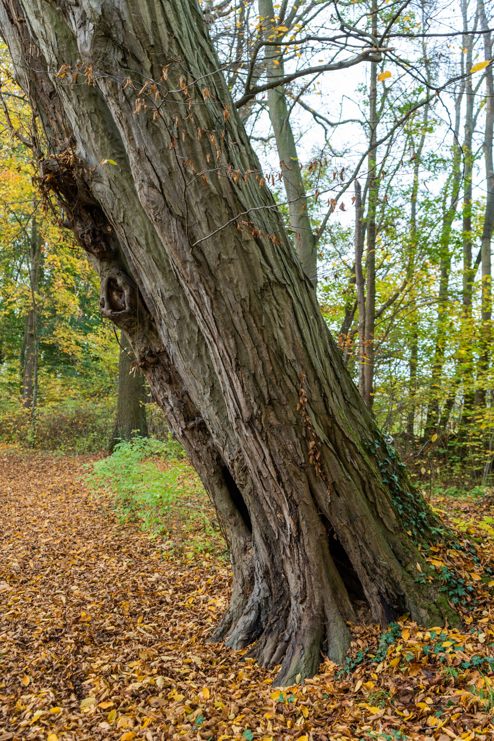 betulus Carpinus