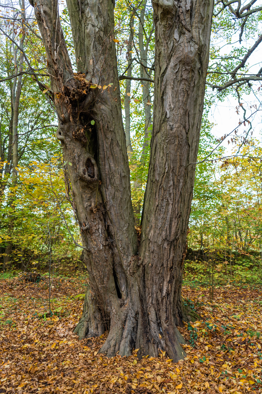 Carpinus betulus - Kyffhäuserland-Bendeleben - Oktober 2022