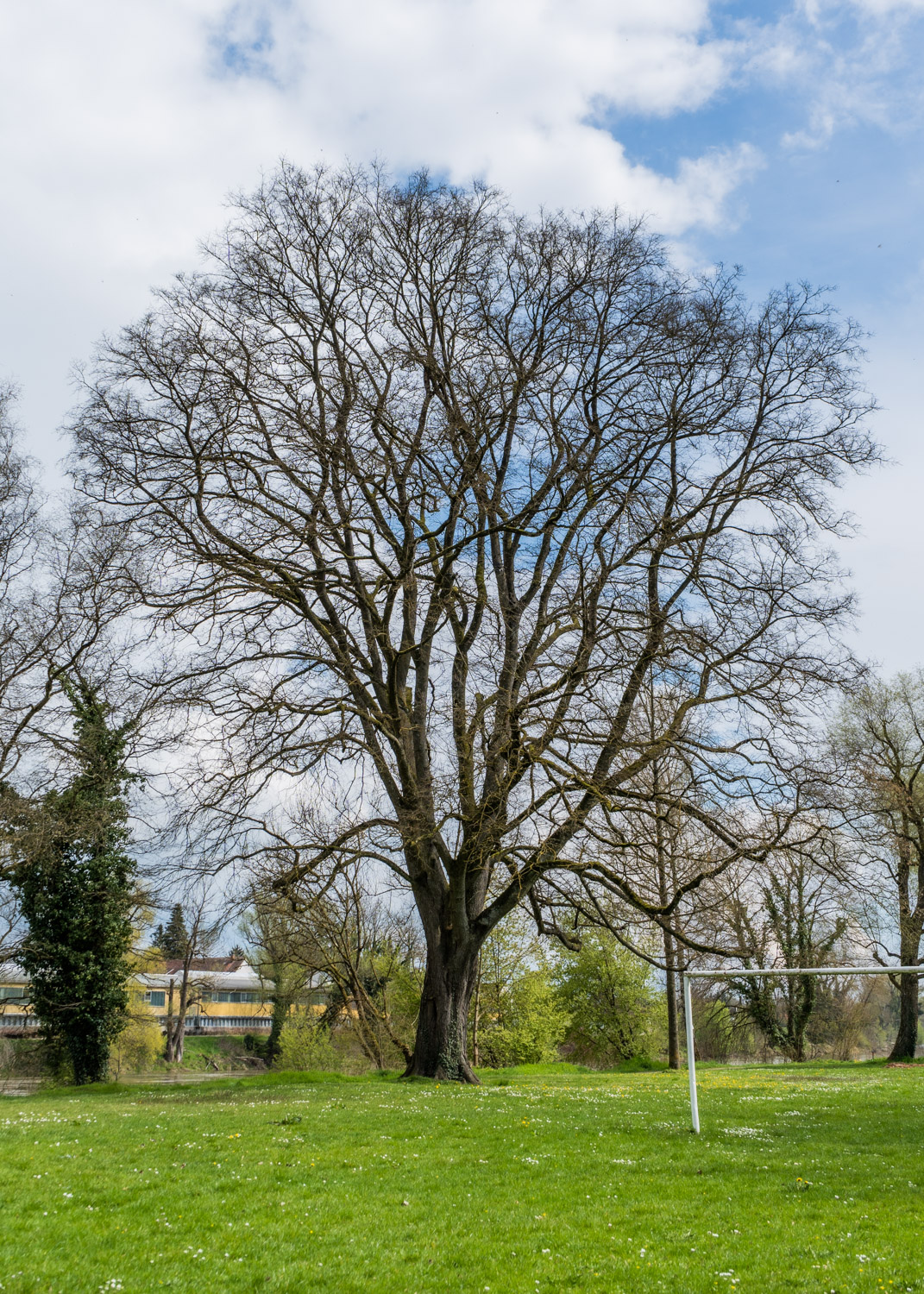Ulmus laevis - Neuburg an der Donau - September 2022