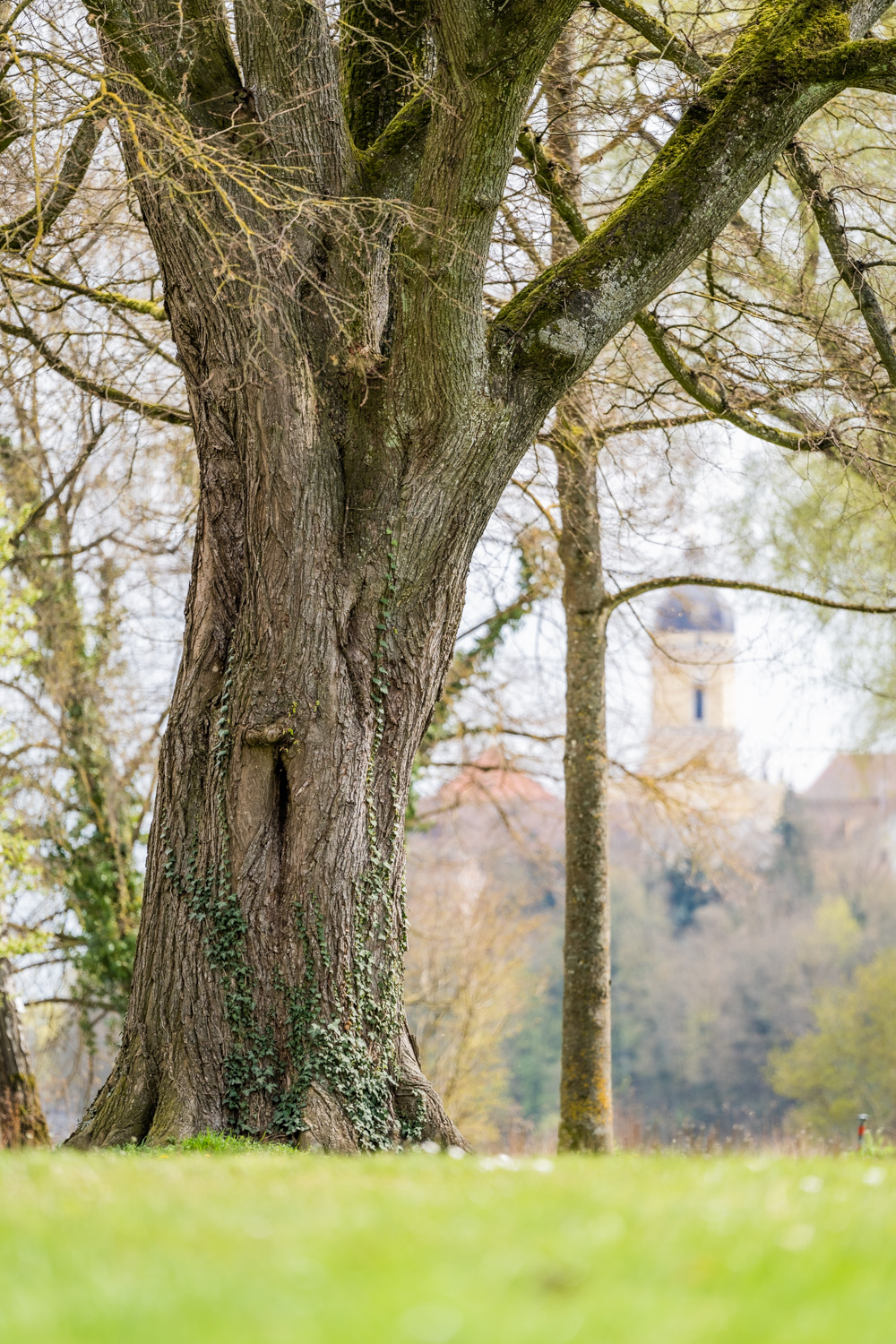 Ulmus laevis - Neuburg an der Donau - September 2022