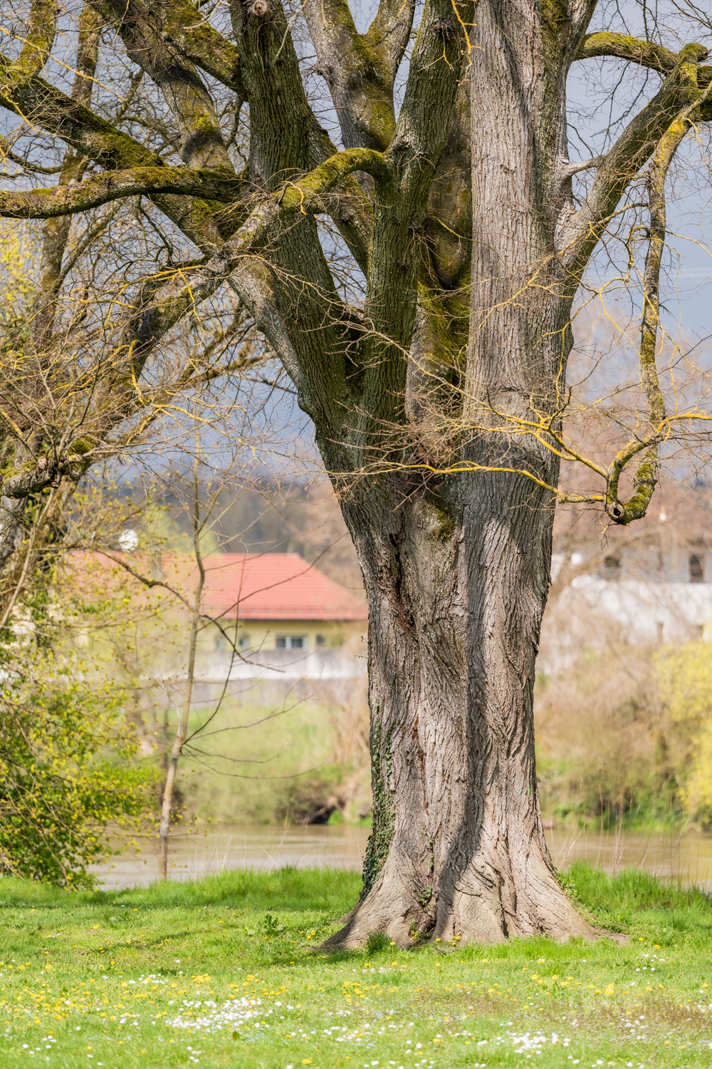 Ulmus laevis - Neuburg an der Donau - September 2022