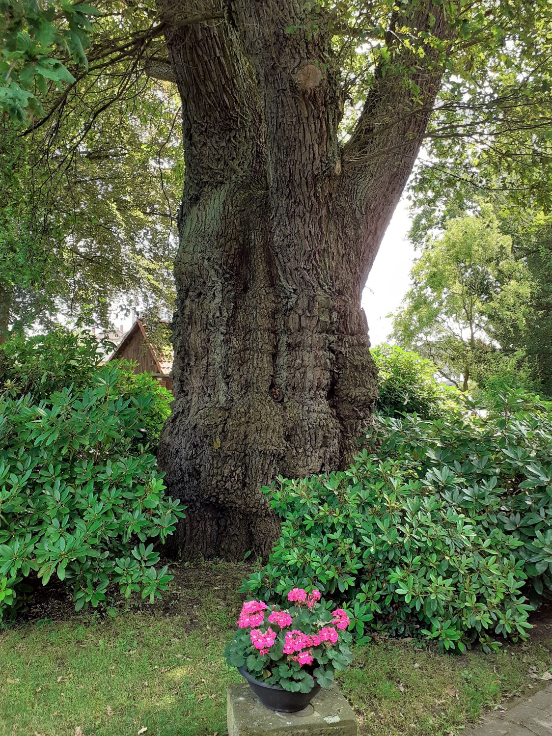 Quercus robur - Wietze - Juli 2021