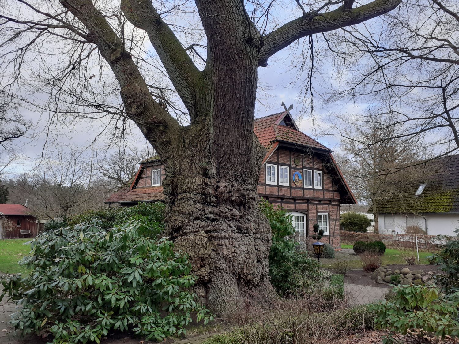 Quercus robur - Wietze - Juli 2021