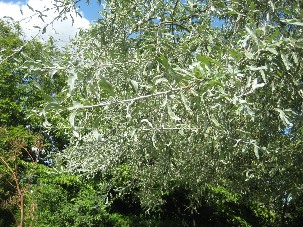 Pyrus salicifolia - Freising-Vötting - Juli 2023